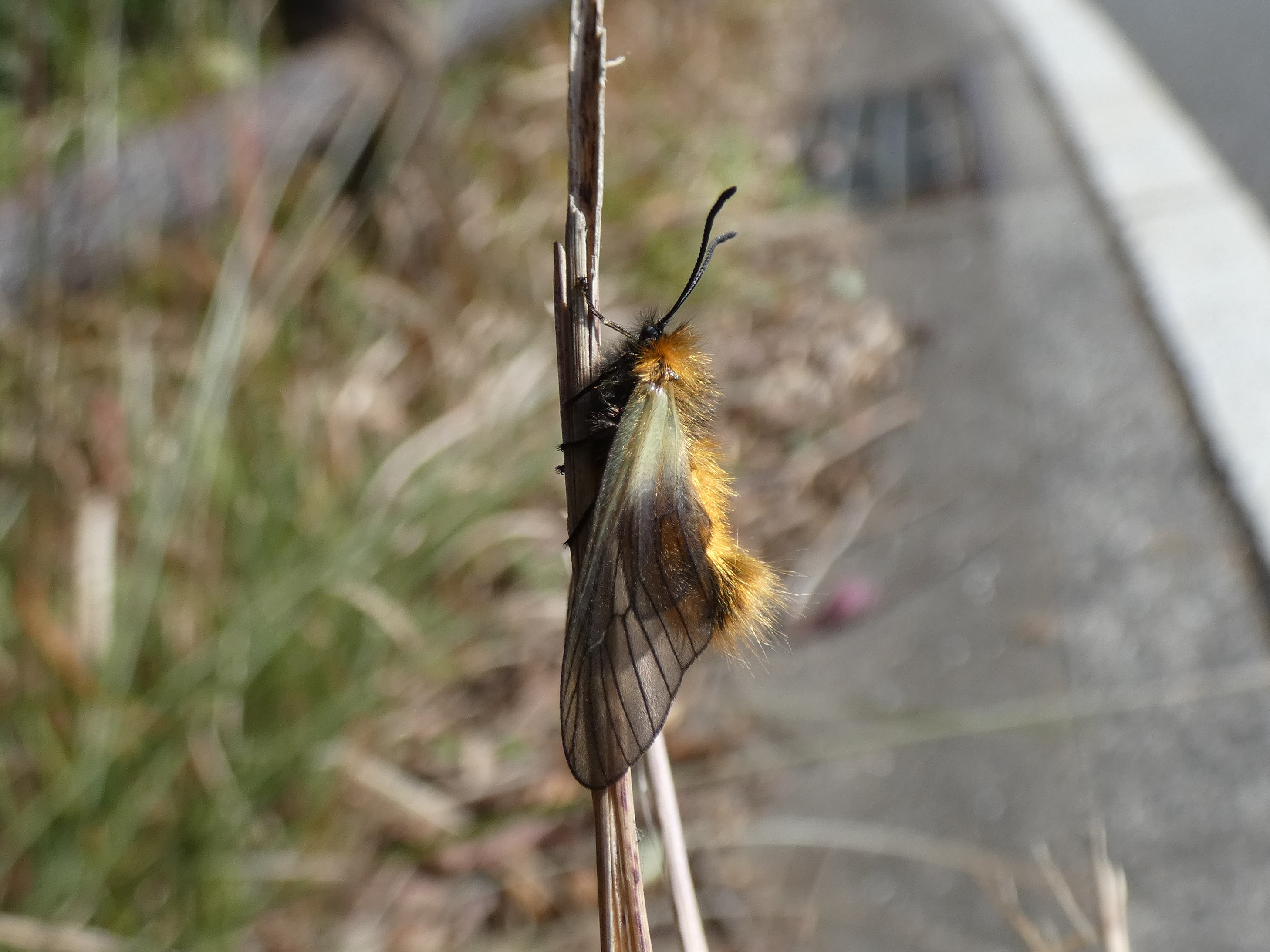 photo_4
